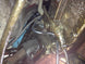1967 - 1981 Chevelle or Nova Transmission Speedometer Cable Retaining Clip, 9772827, Angle 3